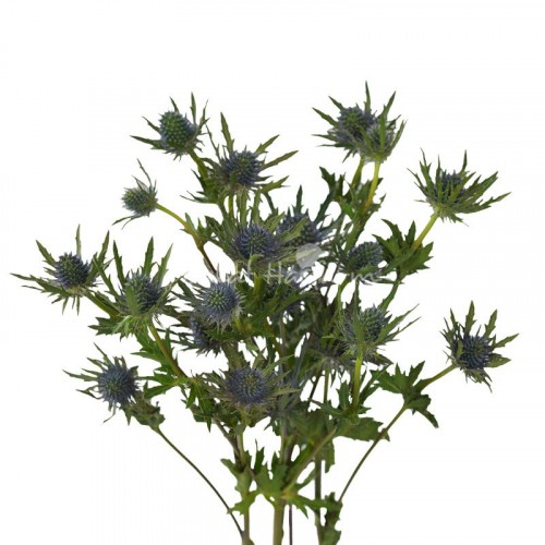 Eryngium Aquarius Questar