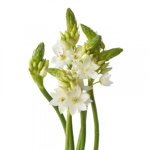 Ornithogalum Thyrsoides