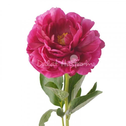 Paeonia Red Charm