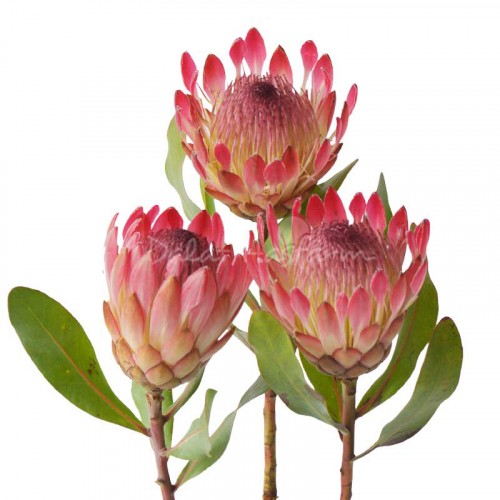 Protea Sylvia