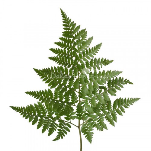 Leather Fern