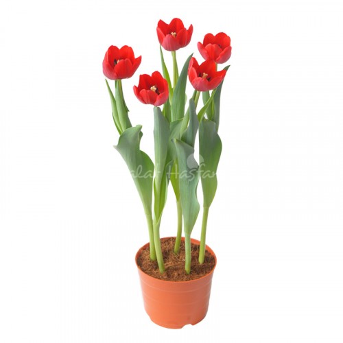 Tulip - Red