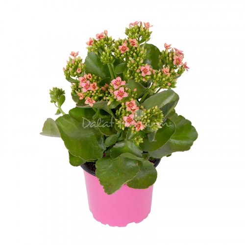 Kalanchoe - Single petal Bicolor Pink