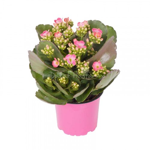 Kalanchoe - Single petal - Bicolor Pink