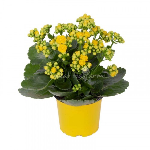 Kalanchoe - Double petal – Yellow