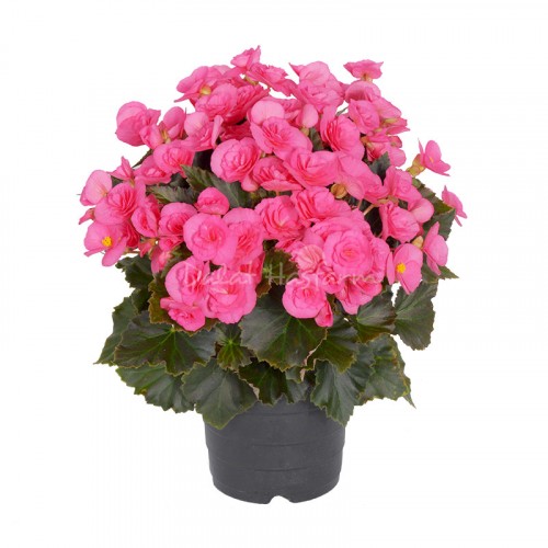 Adonia Pink