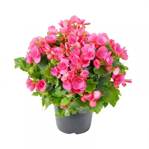 Betulia Bright Pink
