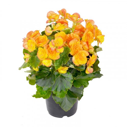 Begonia Yellow Edge Orange