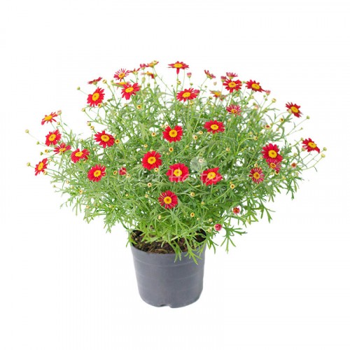 Marguerite Red