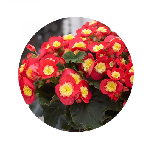 Begonia Elatior Koppe