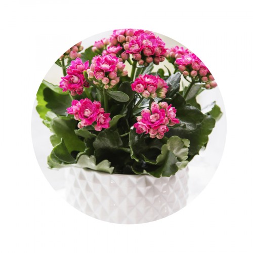 Queen® Kalanchoe