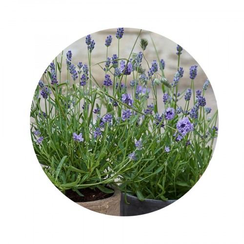 Lavandula Thumbelina™