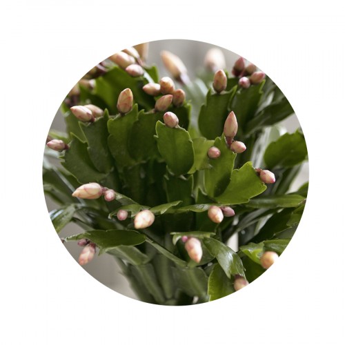 Schlumbergera Thor®