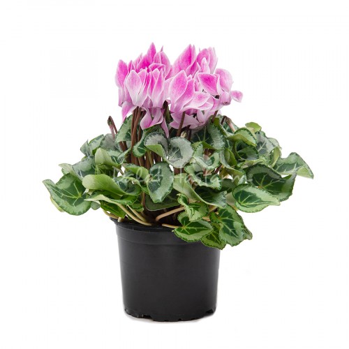 Cyclamen – Bicolor