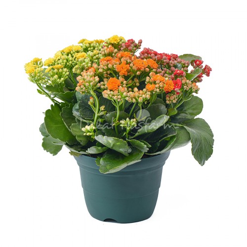 Sống đời lớn - Kép