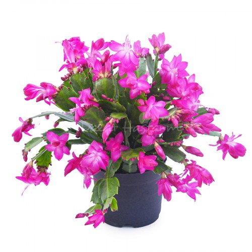 Schlumbergera – Purple