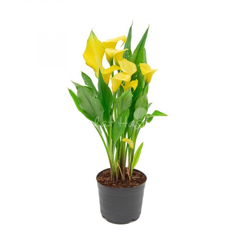 Calla Lily Yellow