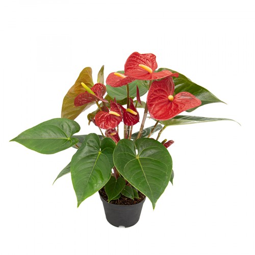 Anthurium Red