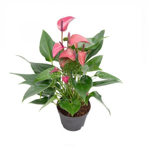 Anthurium Purple