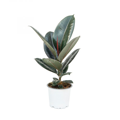 Ficus Burgandy