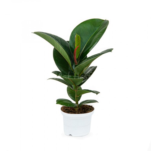 Ficus Sofia