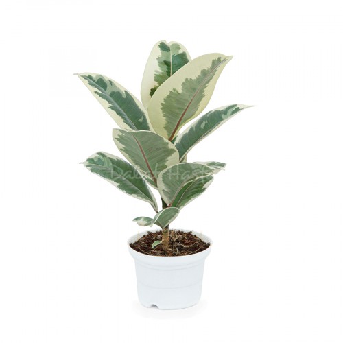 Ficus TINEKE