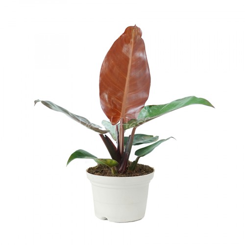 Philodendron Sun red