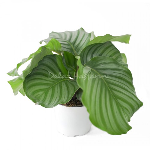 Calathea Orbifolia