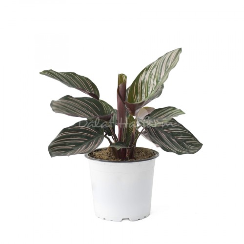 Calathea Ornata Sanderiana