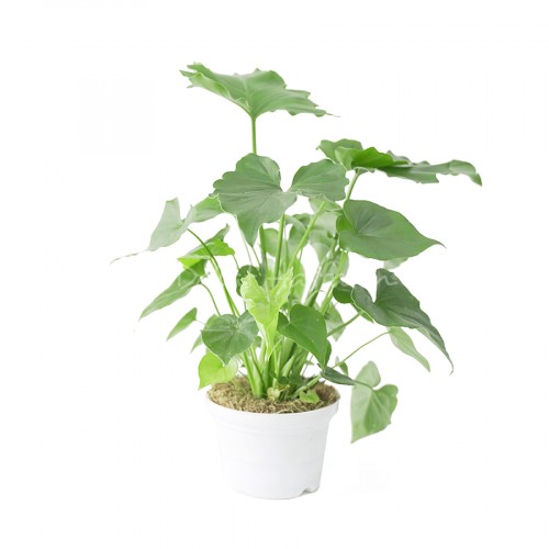 Philodendron Selloum