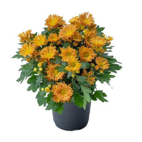 Chrysanthemum