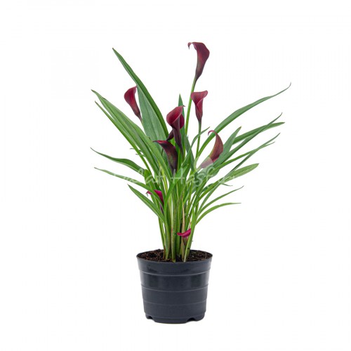 Calla lily Red