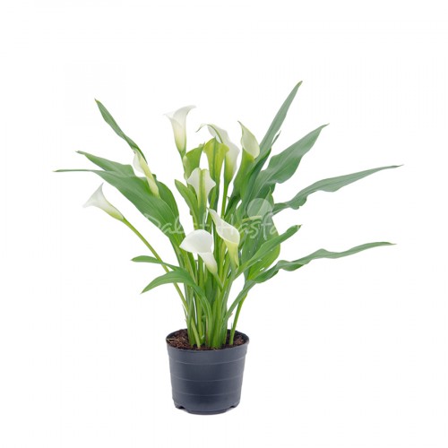 Calla Lily White