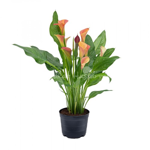 Calla Lily Orange