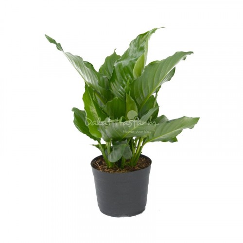 Spathiphyllum