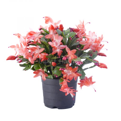 Schlumbergera