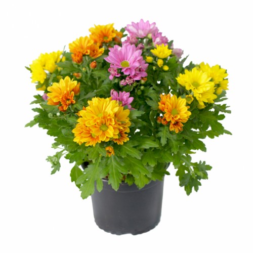 Chrysant Big Bicolor - 3 color