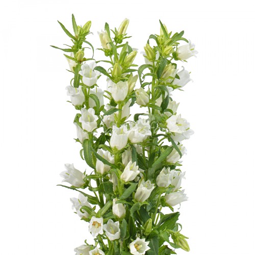 Campanula White