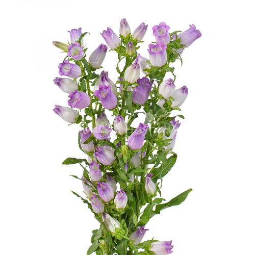 Campanula Lilac