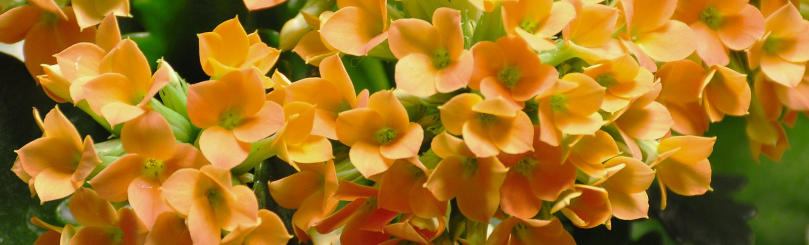 Medium kalanchoe - Single petal