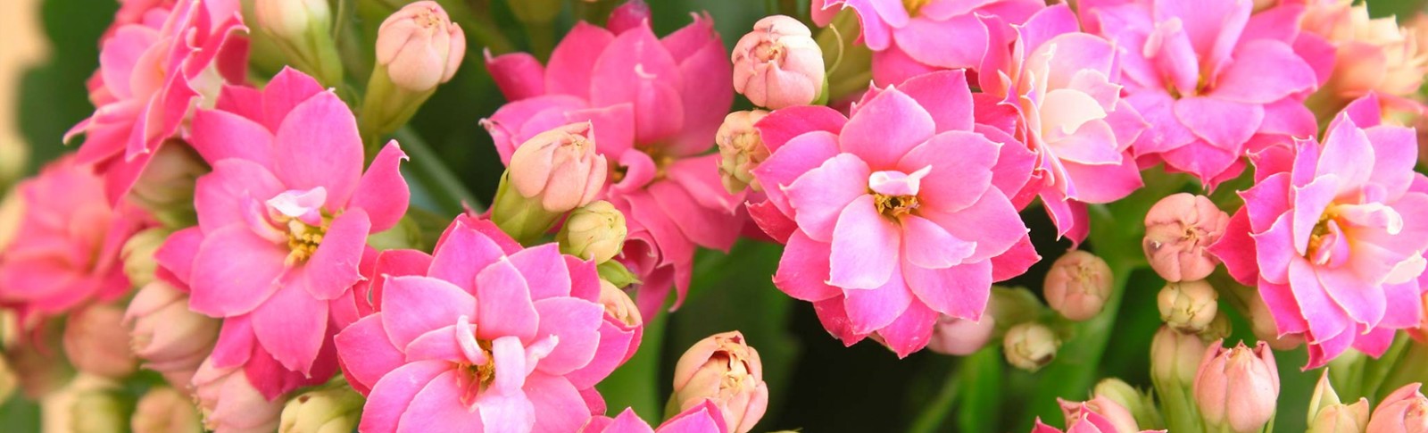 Medium kalanchoe - Double petal