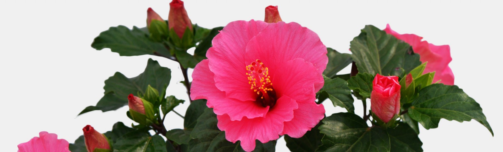 Hibiscus