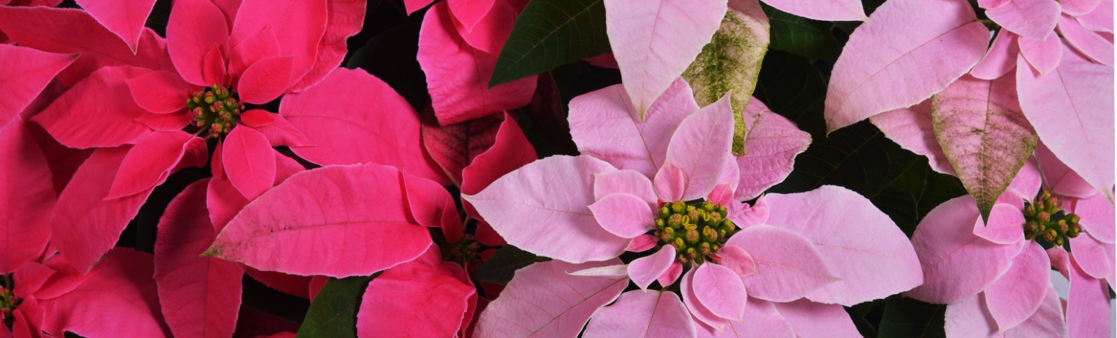 Poinsettia