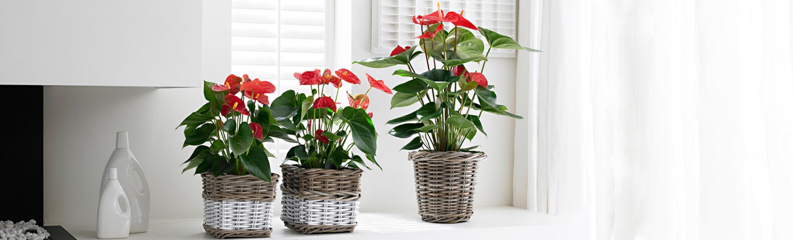 Anthurium