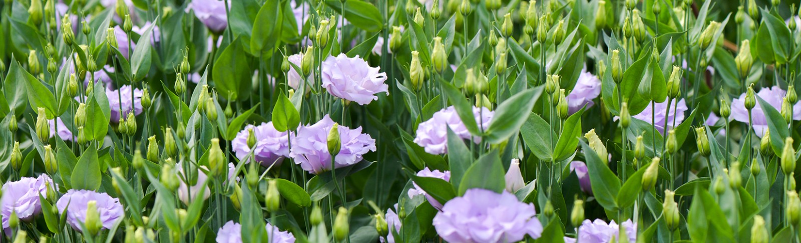 Cut flowers