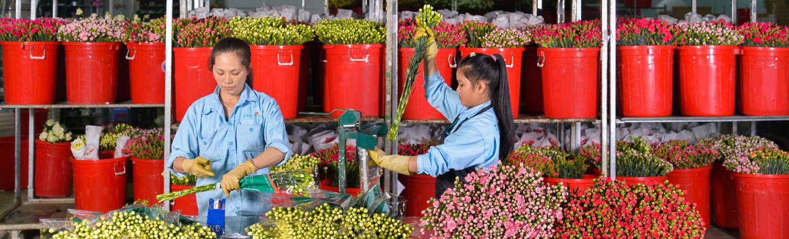 Cut Flowers