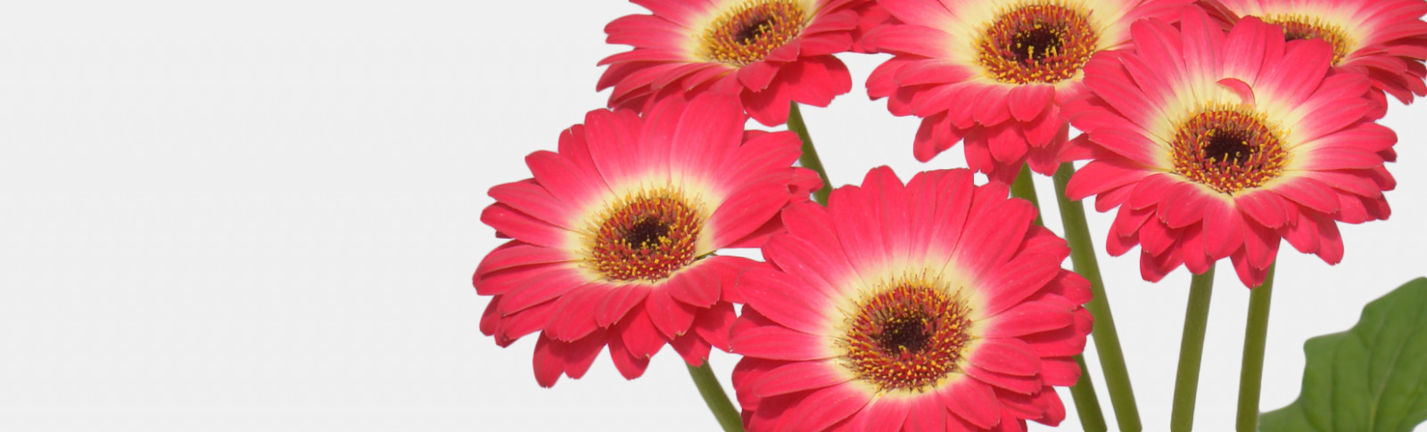 Gerbera