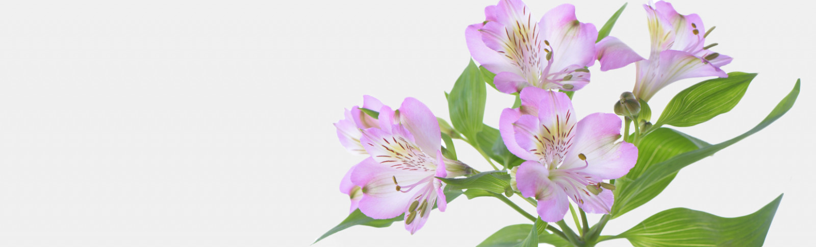 Alstroemeria