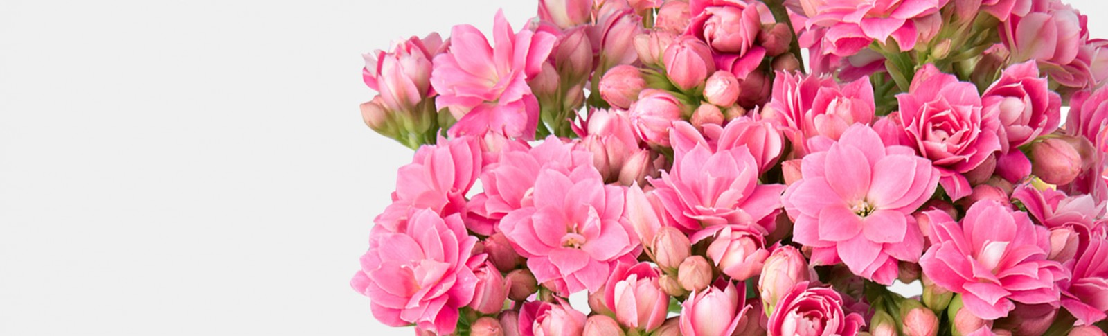 Sống Đời Cắt Cành