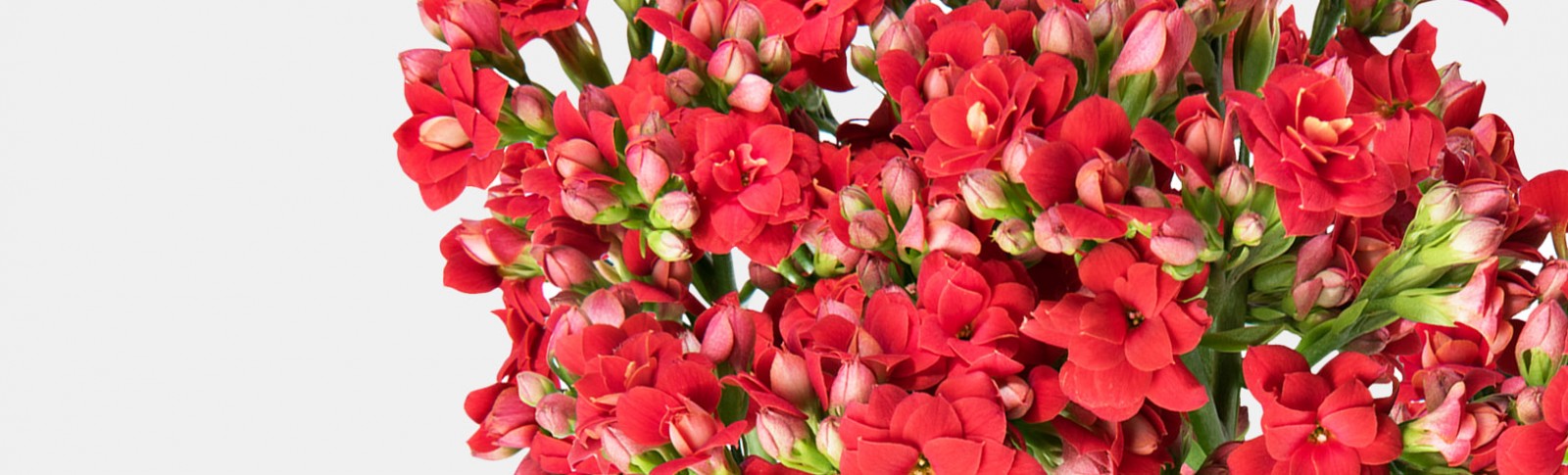 Sống Đời Cắt Cành